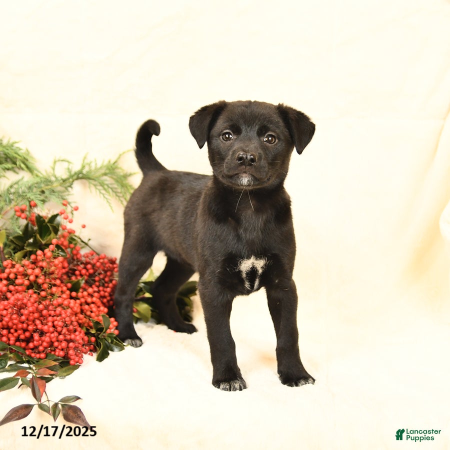 Mixed Breed dogs Polly - Ad 34