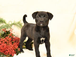 Mixed Breed dogs Polly - Ad 31