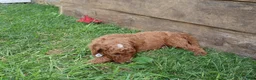 Standard Poodle dogs for sale: Timothy - Ad 4