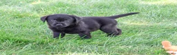 Labrador Retriever dogs for sale: Melvin - Ad 5