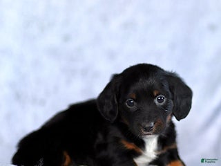 Dachshund dogs Kai - Ad 16