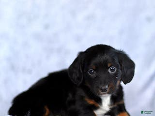 Dachshund dogs for sale: Kai - Ad 4
