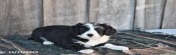 Mixed Breed dogs for sale: Oreo - Ad 4