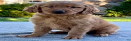 Golden Retriever dogs for sale: Luther - Ad 1