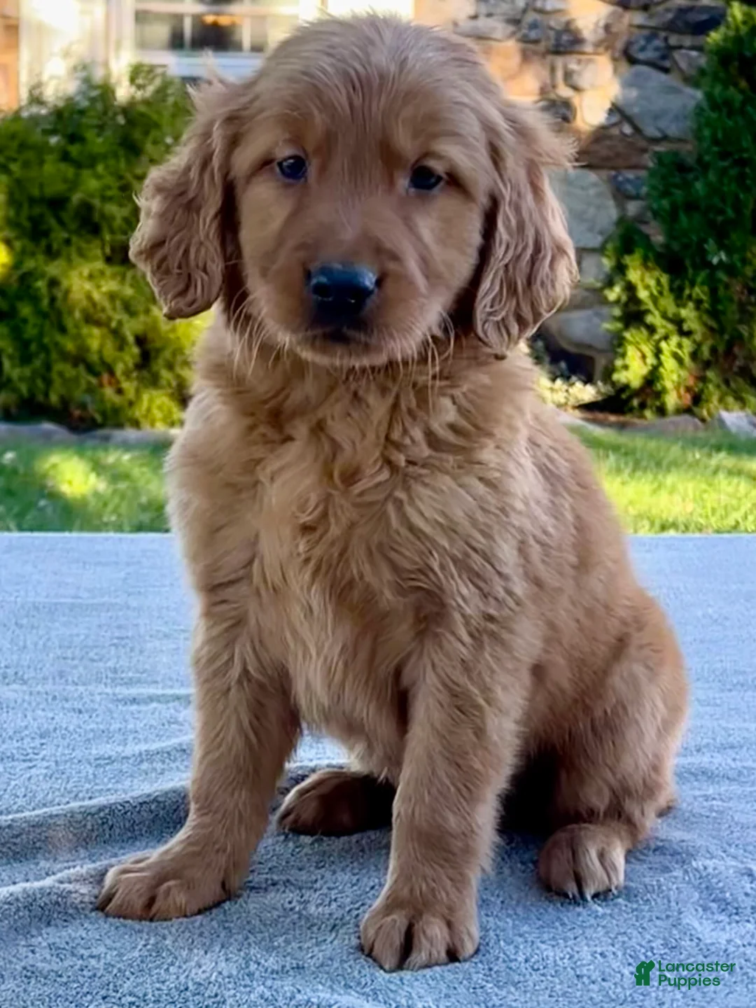 Golden Retriever dogs for sale: Luther - Ad 1