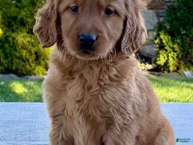 Golden Retriever dogs Luther - Ad 1