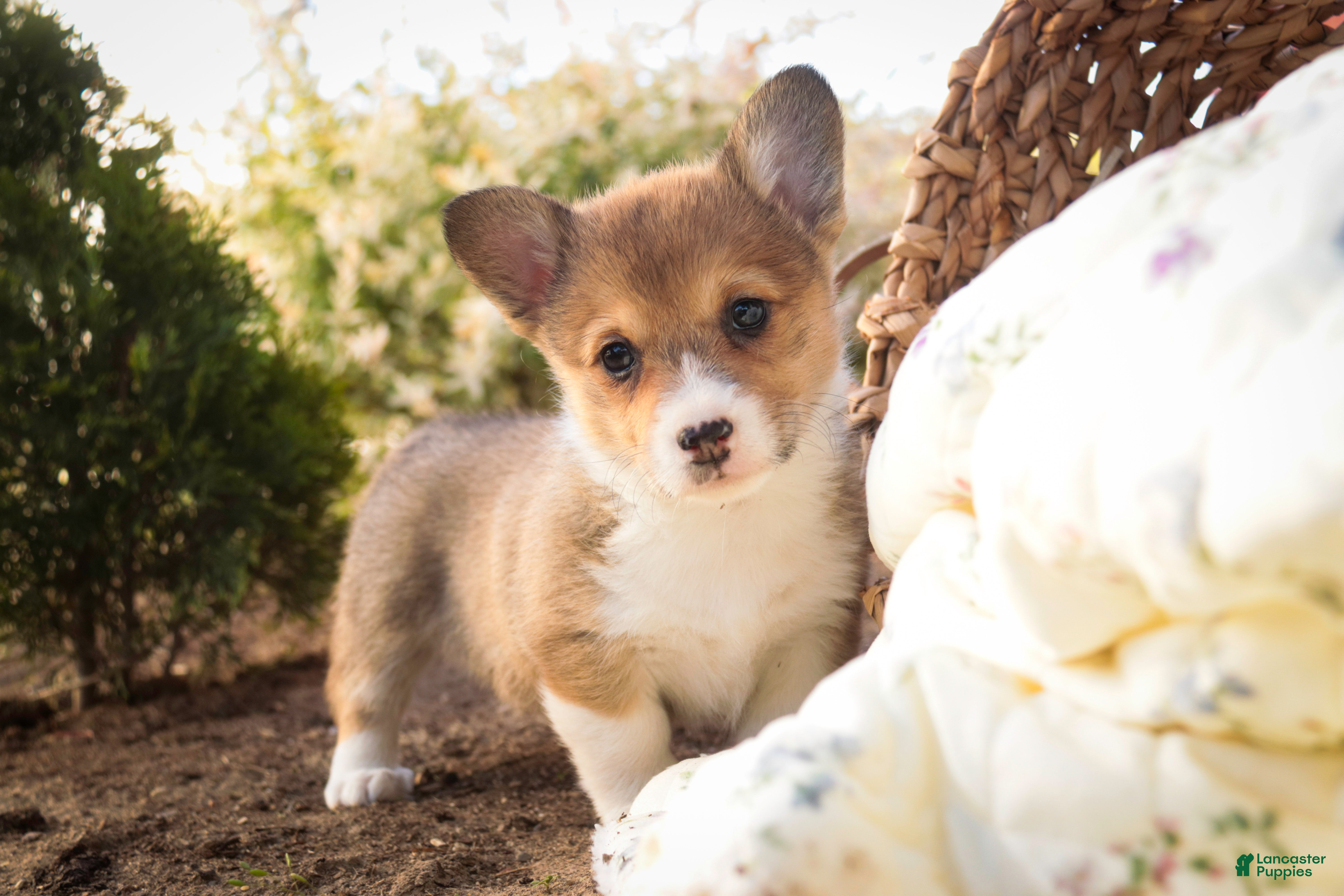 Welsh Corgi Pembroke dogs Olivia - Ad 1