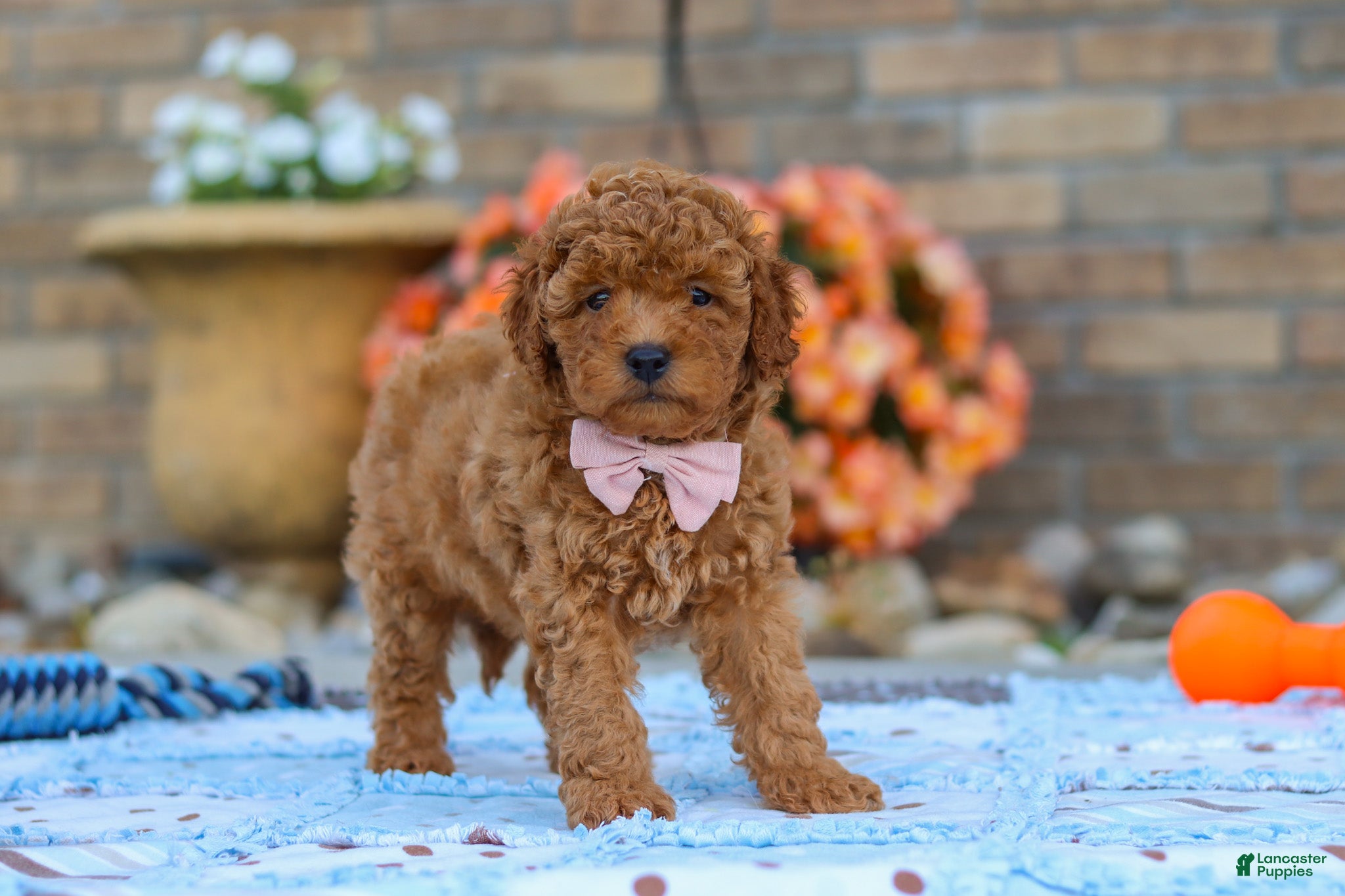 Cavapoo dogs Fletcher - Ad 1