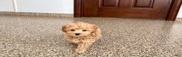 Maltipoo dogs for sale: Terry - Ad 1