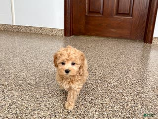 Maltipoo dogs Terry - Ad 37