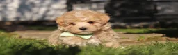 Maltipoo dogs for sale: Lane - Ad 5