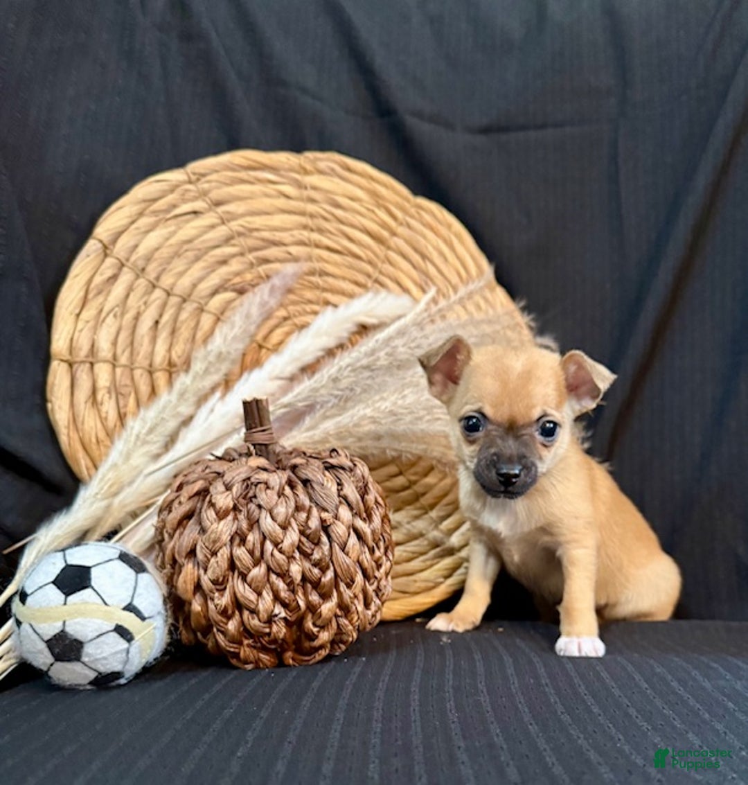 Chihuahua dogs for sale: Flint - Ad 4