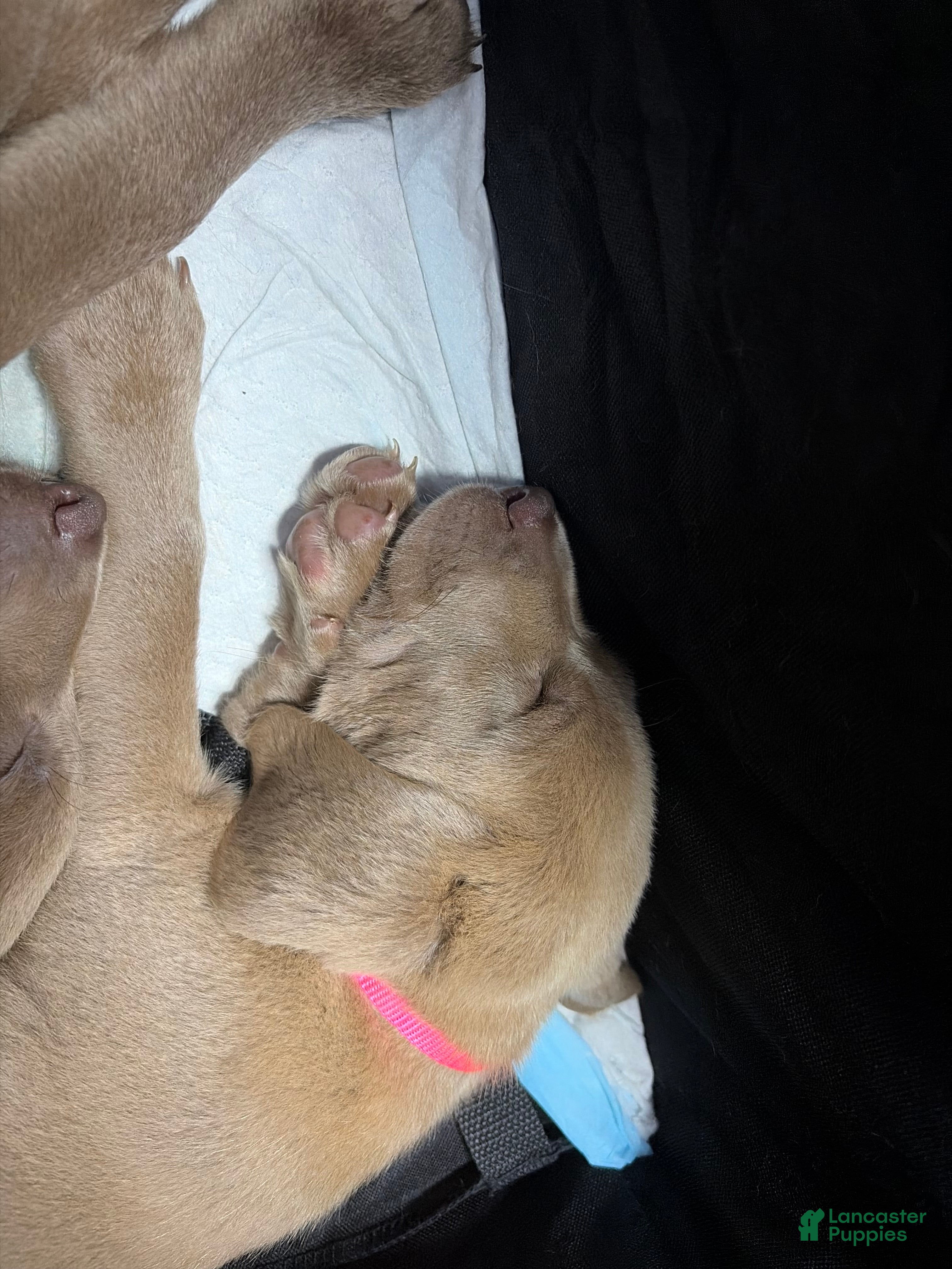 Labrador Retriever dogs Hot pink female  - Ad 2