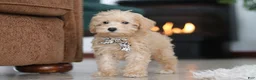 Schnoodle dogs for sale: Ollie - Ad 3