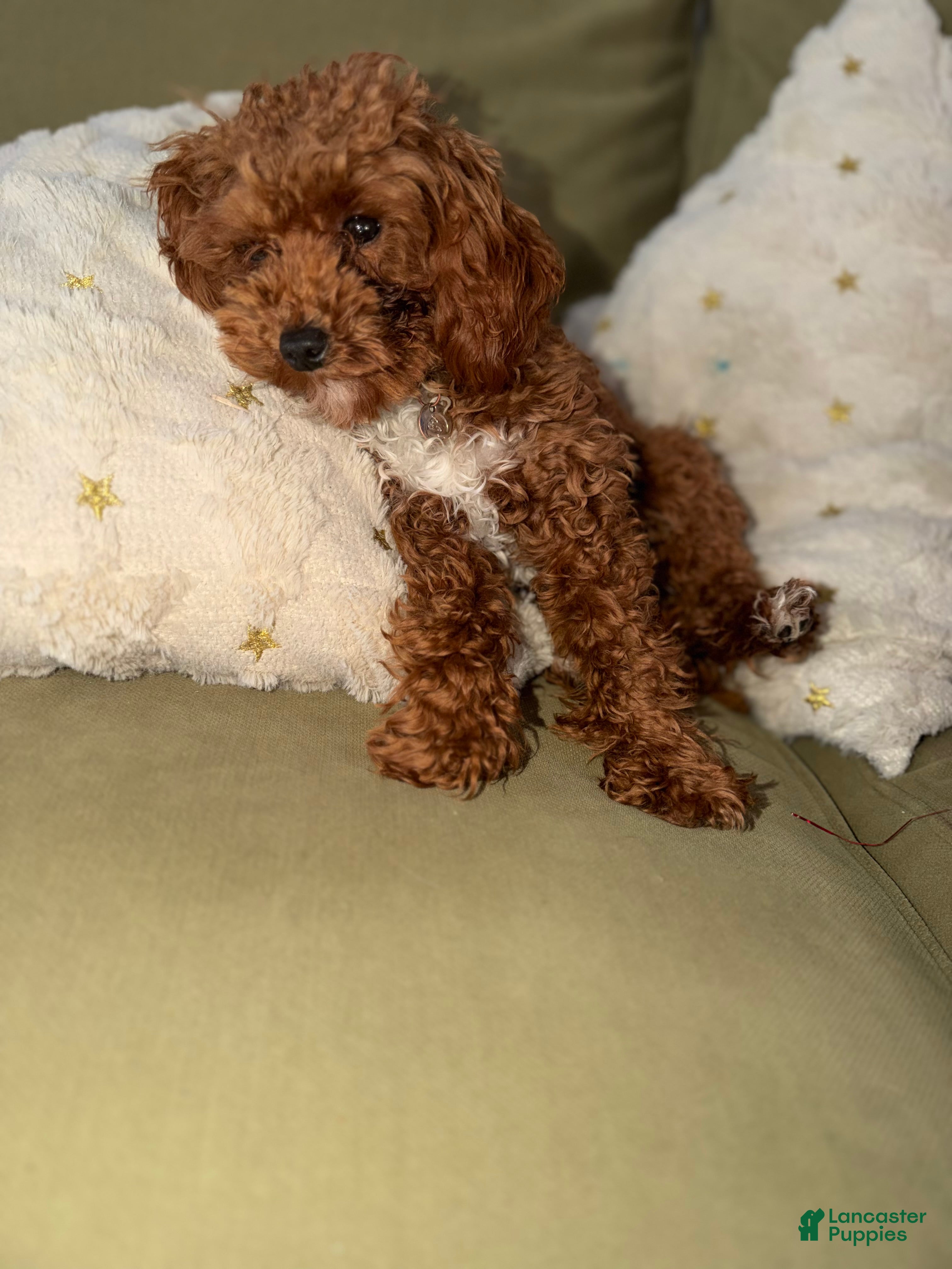 Miniature Poodle dogs Miniature Poodle Puppy 1 - Ad 6