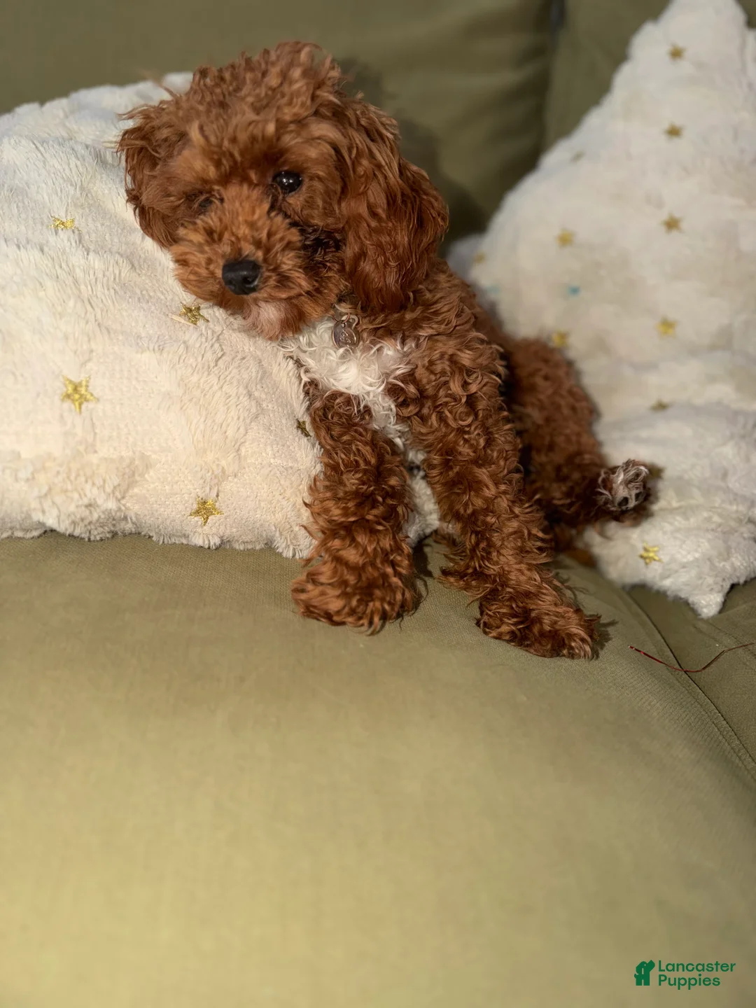 Miniature Poodle dogs for sale: Miniature Poodle Puppy 1 - Ad 1