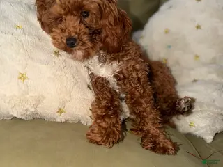 Miniature Poodle dogs Miniature Poodle Puppy 1 - Ad 6