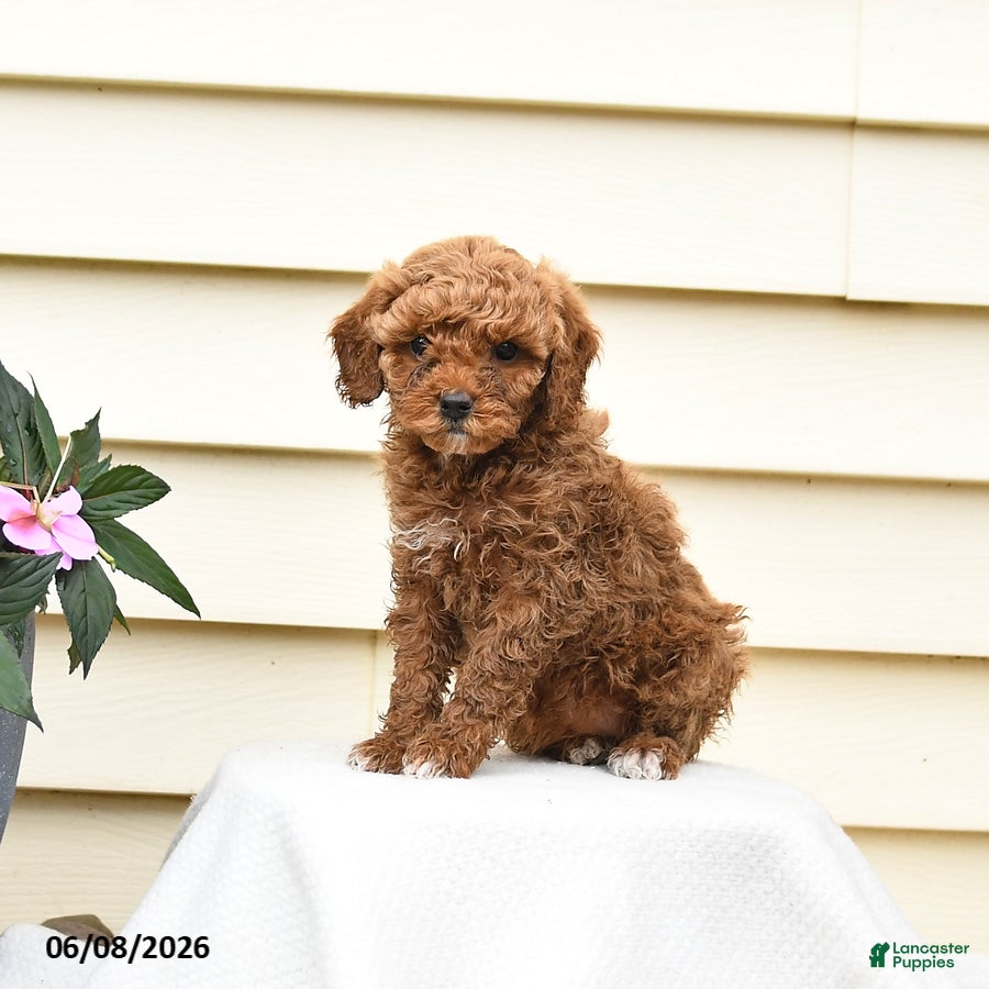 Aussiedoodle dogs Raline - Ad 1