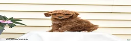 Aussiedoodle dogs for sale: Raline - Ad 1