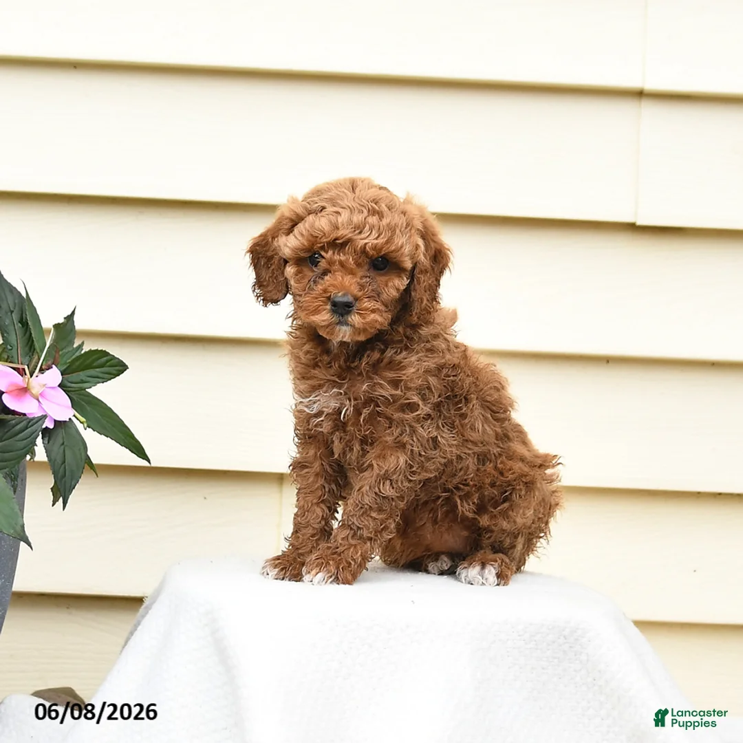 Aussiedoodle dogs for sale: Raline - Ad 1