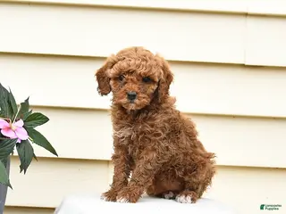 Aussiedoodle dogs for sale: Raline - Ad 4