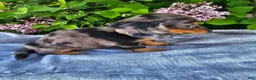 Dachshund dogs for sale: Peggy - Ad 6