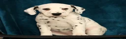 Dalmatian dogs for sale: Jemima - Ad 7