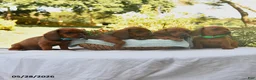 Dachshund dogs for sale: Gracie - Ad 5