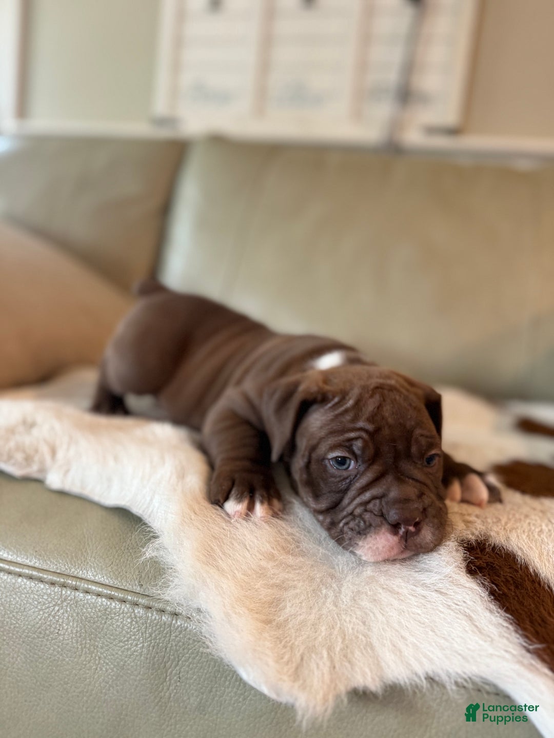 Olde English Bulldogge dogs for sale: Olde English Bulldogge Puppy 5 - Ad 10