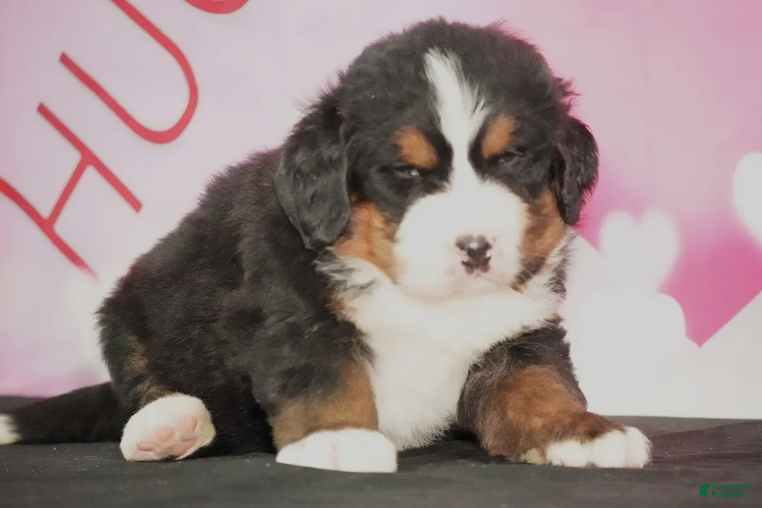 Bernese Mountain Dog dogs for sale: Bernese Mountain Dog Puppy 4 - Ad 4