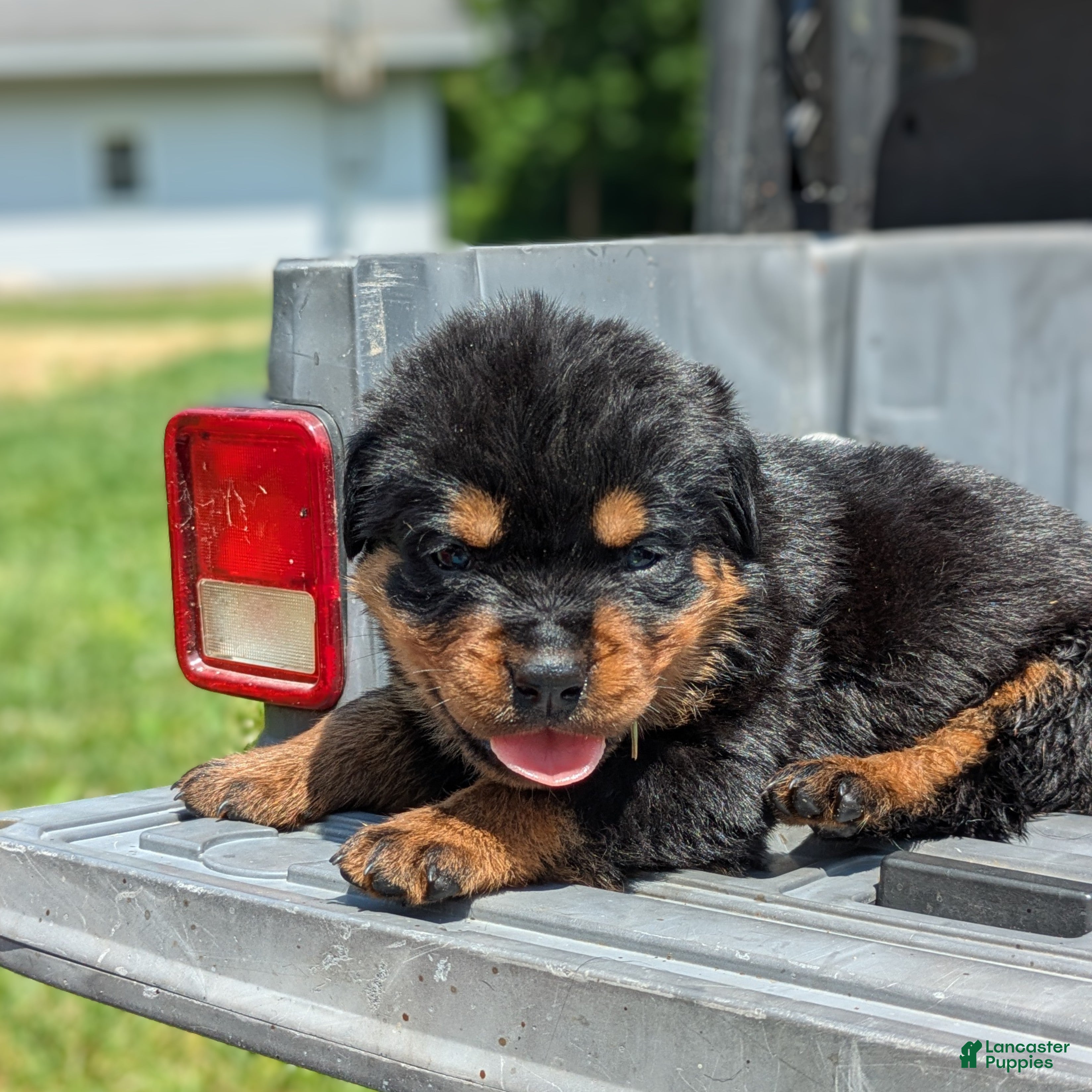 Rottweiler dogs Alfa - Ad 1