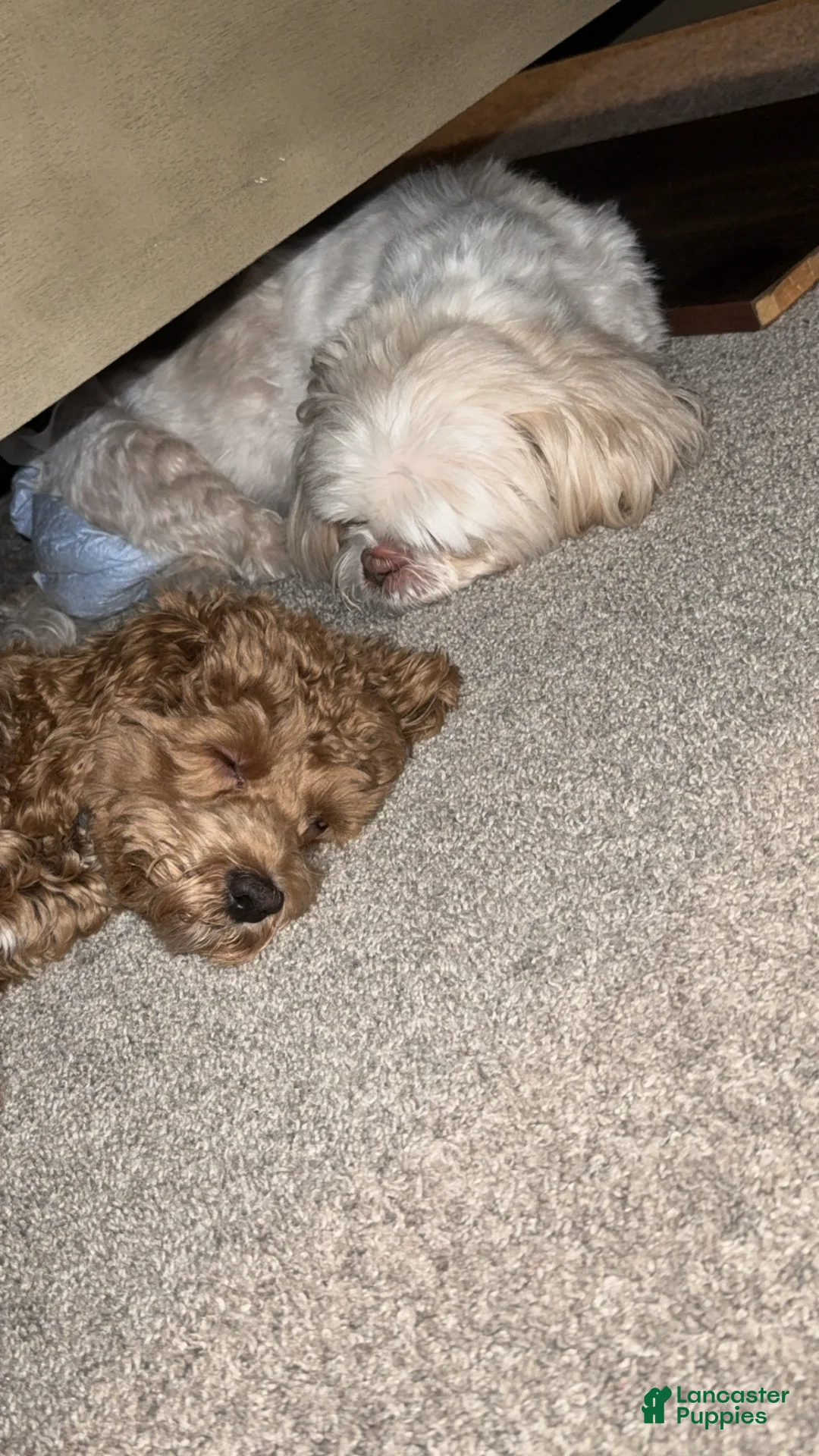 Goldendoodle dogs for sale: Goldendoodle Puppy 2 - Ad 1