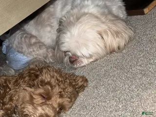 Goldendoodle dogs Goldendoodle Puppy 2 - Ad 16