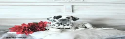 Dalmatian dogs for sale: Turbo - Ad 3
