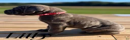 Cane Corso dogs for sale: Lilly - Ad 4