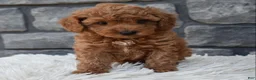 Toy Poodle dogs for sale: Cuddles  - Ad 6