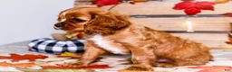 Cavalier King Charles Spaniel dogs for sale: Jojo - Ad 19