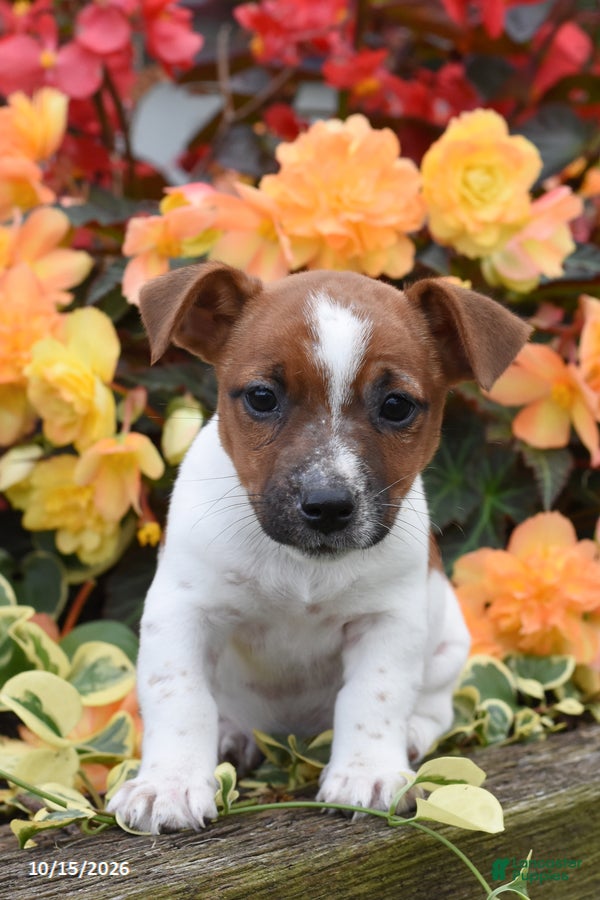 Jack Russell Terrier dogs for sale: Poppy - Ad 1