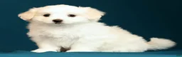 Maltese dogs for sale: Lindsey - Ad 4
