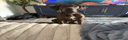 Great Dane dogs for sale: Jax - Ad 3