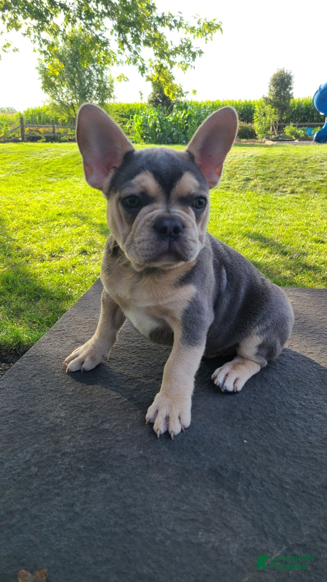 French Bulldog dogs for sale: Barny - Ad 2