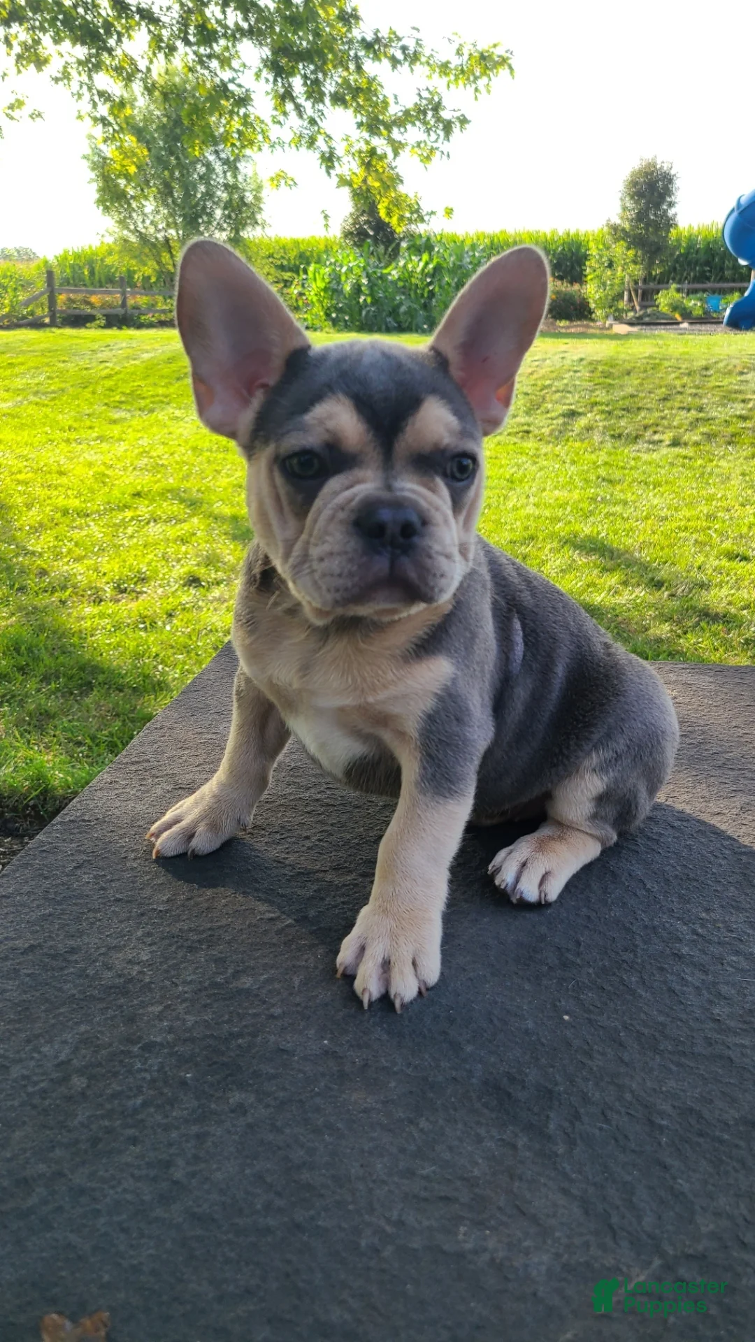 French Bulldog dogs for sale: Barny - Ad 1
