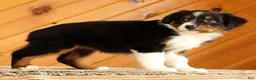 Australian Shepherd dogs for sale: Betsy - Ad 5