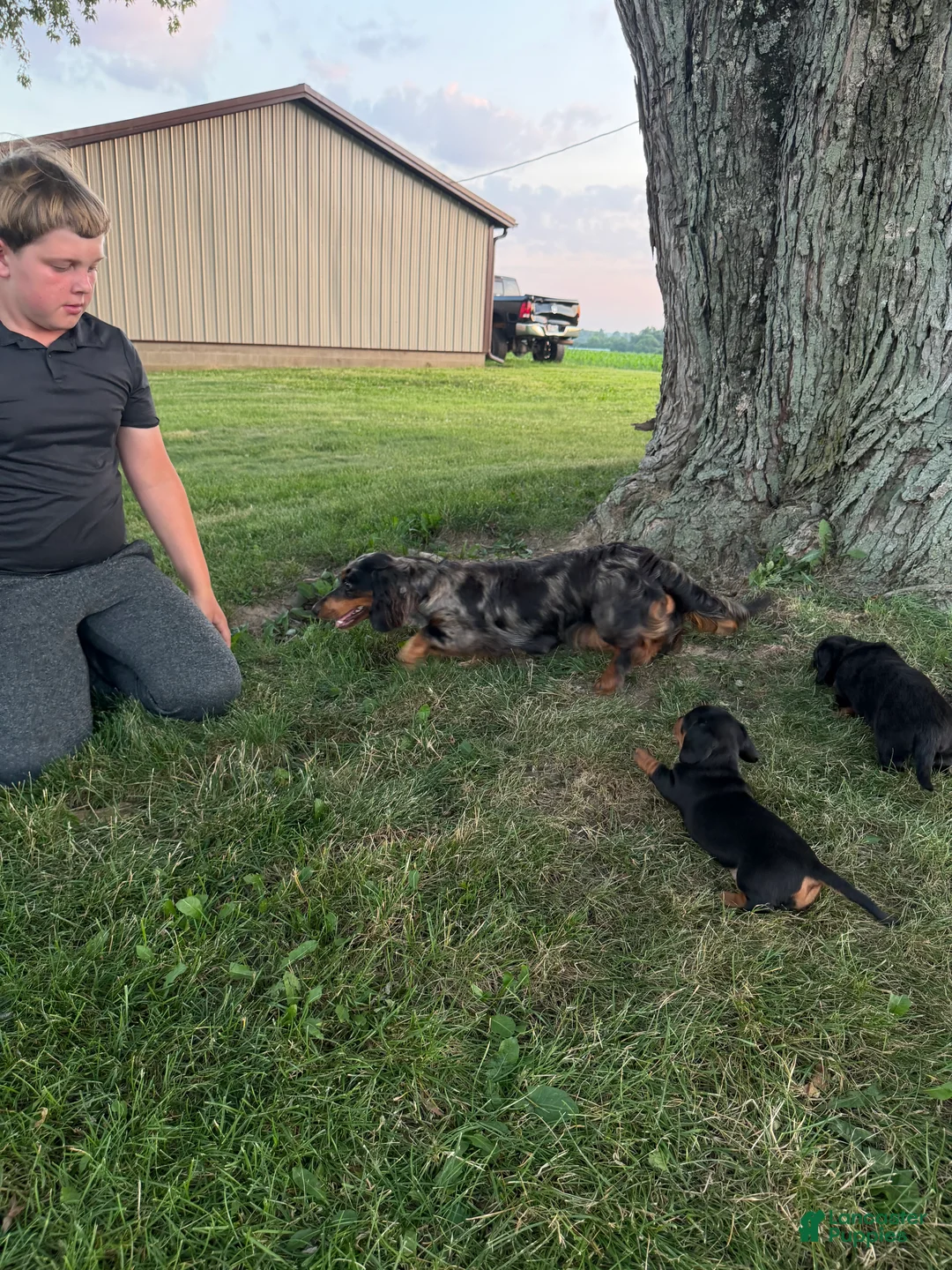 Miniature Dachshund dogs for sale: Josh - Ad 2