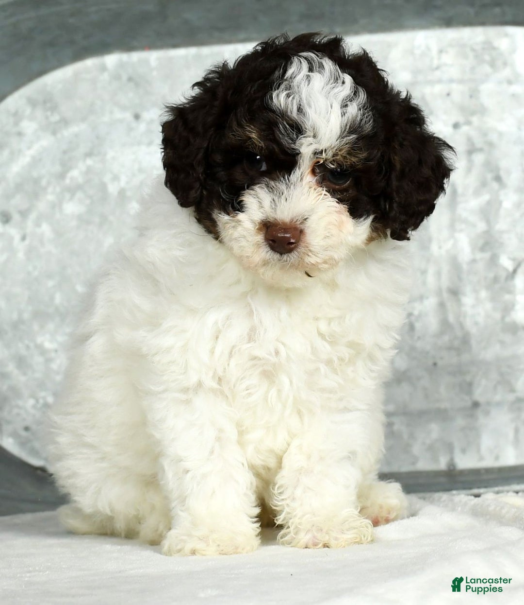 Miniature Poodle dogs for sale: Jill - Ad 7