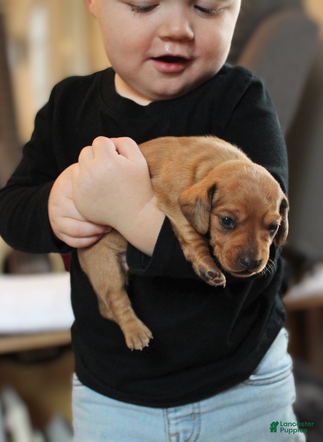 Miniature Dachshund dogs for sale: Cooper - Ad 4