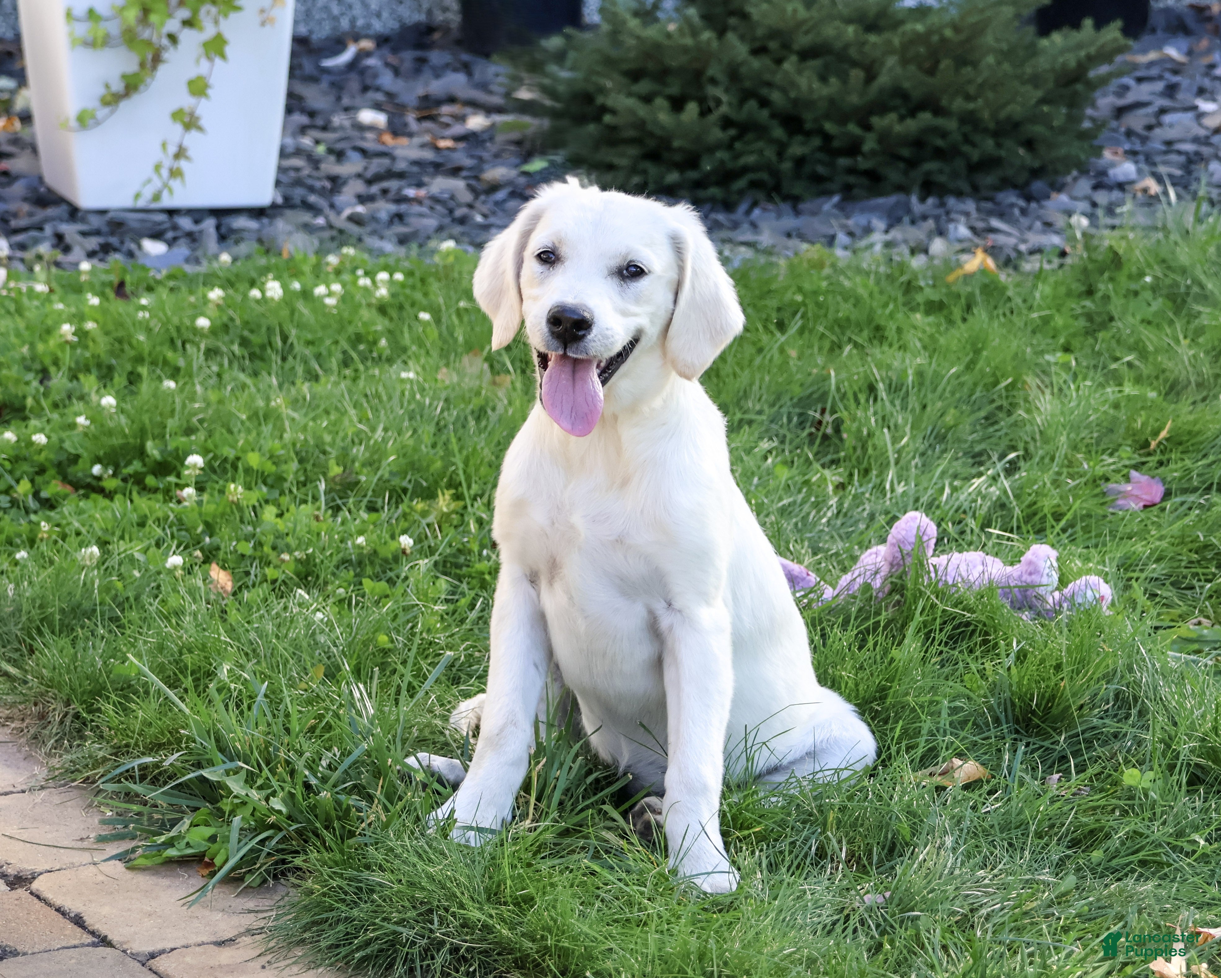 Golden Retriever dogs for sale: Twinkle - Ad 2