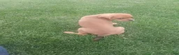 Mixed Breed dogs for sale: Kc - Ad 10
