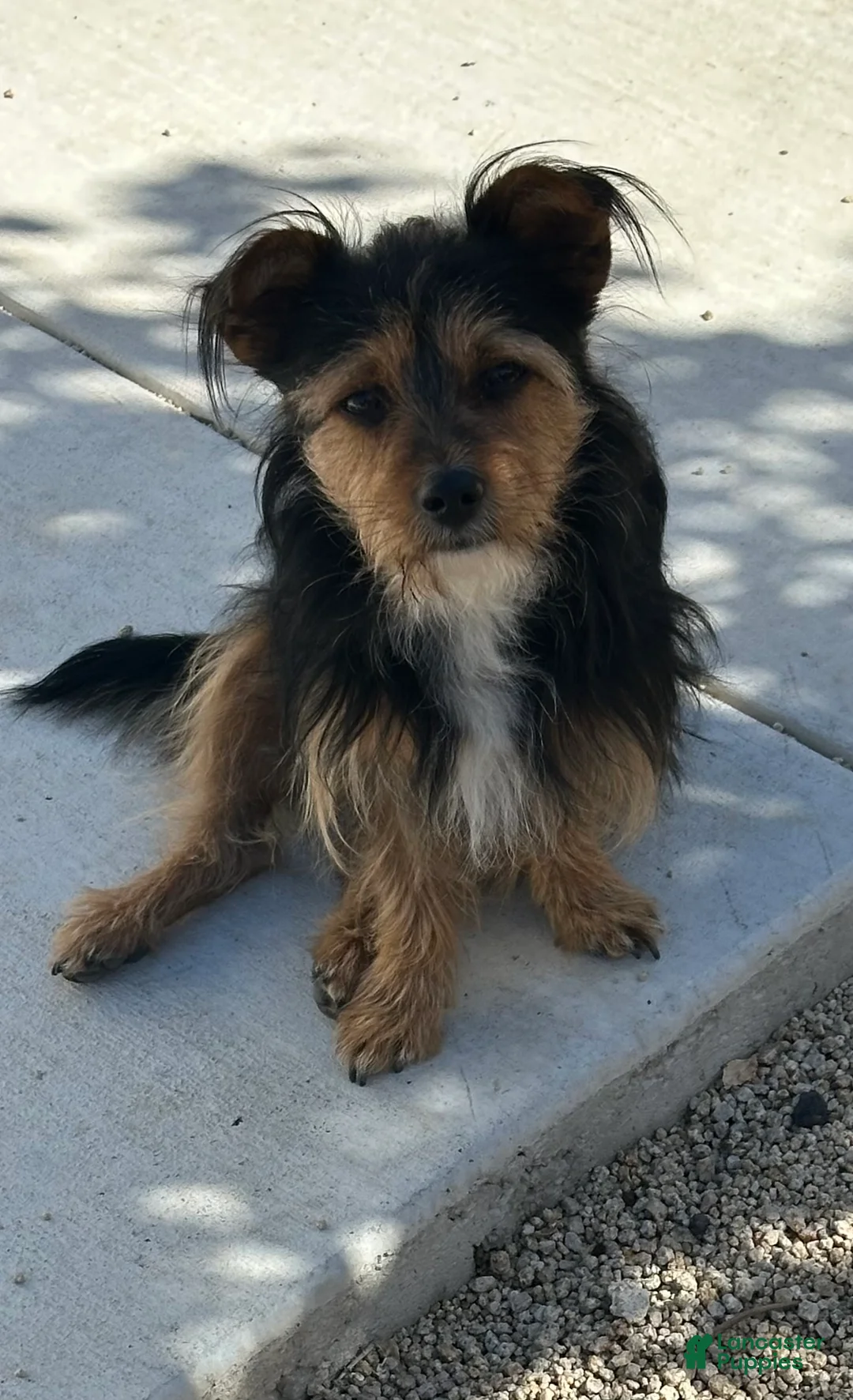 Mixed Breed dogs for sale: Mixed Breed Puppy 2 - Ad 8