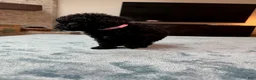 Bordoodle dogs for sale: Light Pink Girl - Ad 3